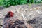 Adult free range hen chicken seen having a dust bath in dry soil.