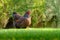 Adult free-range hen seen walking on a lush lawn.