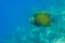 Adult French Angel Fish swimming under a pier next to a pillar