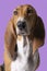 Adult French basset artesien normand sitting and seen from the front isolated on a purple background