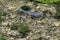 Adult freshwater stream rainbow trout in River Coln - Bibury, Gloucestershire, UK