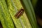 Adult Froghopper Insect