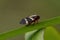 Adult Froghopper Insect