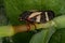 Adult Froghopper Insect