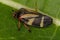 Adult Froghopper Insect