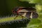 Adult Froghopper Insect