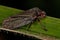 Adult Froghopper Insect