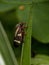 Adult Froghopper on a leaf