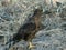 Adult galapagos hawk on isla santa fe in the galapagos