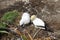 Adult gannet and baby chick walking in nesting area