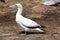 Adult Gannet bird