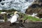 Adult gannet sitting on cliff of Pacific Ocean