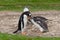Adult Gentoo penguin with chick