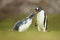 Adult gentoo penguin feeding a young chick