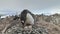 Adult gentoo penguin take care egg camera view