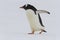 Adult gentoo penguin waddling, Neko Harbor, Antarctica