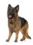 Adult german shepherd