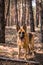Adult German Shepherd Active Dog, Exercises in Forest, Helthy Lifestyle