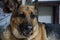 Adult German shepherd Dog Black Brown Relaxing at Home