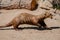 Adult giant otter running happily in the sand