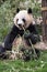 Adult Giant Panda eating bamboo, Chengdu China
