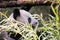 Adult Giant Panda eating bamboo, Chengdu China