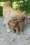 Adult ginger mother cat and kitten outdoors, vertical image. Animals, family, pets concept.