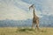 Adult giraffe eating a green bush in open plains of Masai Mara Kenya
