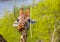 An adult giraffe eats branches at the zoo