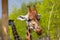 An adult giraffe eats branches at the zoo