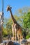 Adult giraffe posing for the camera