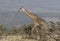 adult giraffe walking along a bushy savannah on a sunny afternoon amid the slope of the Ngorongoro crater