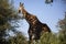 Adult giraffe walking in the South African savannah