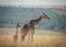 An adult giraffe watches over a calf in a giraffe nursery in the savannah