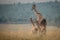 An adult giraffe watches over two young calves in a giraffe nursery