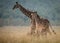 An adult giraffe watches over two young calves in a giraffe nursery in the savannah