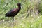 Adult Glossy Ibis