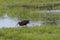 Adult Glossy Ibis with Food in Beak