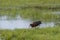 Adult Glossy Ibis Foraging