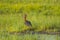 Adult Glossy Ibis Standing on Edge of Mudflat