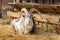 adult goat Saanen breed with big horns on the farm