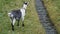 An adult goat walking around grassland