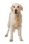 Adult Golden Retriever dog isolated on white background