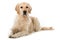 Adult golden retriever dog isolated on white background