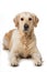 Adult golden retriever dog lying on white background