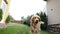 Adult golden retriever dog running and jumping to the camera. Dog following a camera, sitting on the grass and posing. Crazy and b