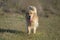 An adult Golden Retriever dog walks in an open field with green grass.