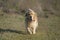 An adult Golden Retriever dog walks in an open field with green grass.