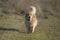 An adult Golden Retriever dog walks in an open field with green grass.