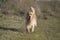 An adult Golden Retriever dog walks in an open field with green grass.